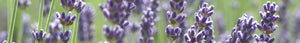 Satin Serenity lavender 